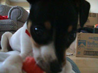 Meet Digby (yes, he's always that close)