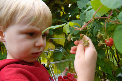 Raspberry inspection