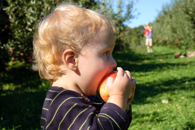 Sampling the harvest