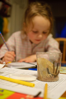 Hard at work on her first science project (involving those critters in the jar)