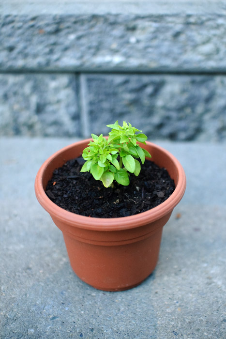 Pistou basil