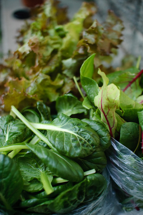 tatsoi (front left), braising greens (right), red sails lettuce (rear)