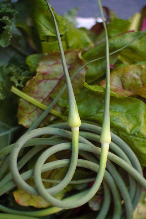 Garlic scapes