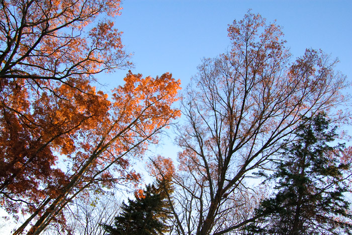 The view from the back porch at sunset