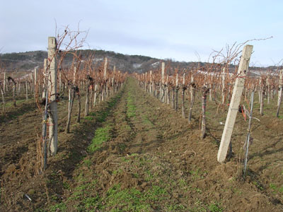 The most beautiful vines in the world