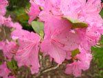Newly blossoming bushes in our garden