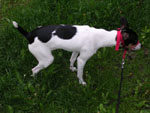 Digby's first trip outside.  This has to be an honest account, right?