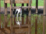On the way to becoming filthy, in the middle of a giant puddle