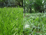 The lawn: before and after