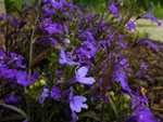 More exciting garden action