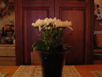 Dinner at a friend's apartment