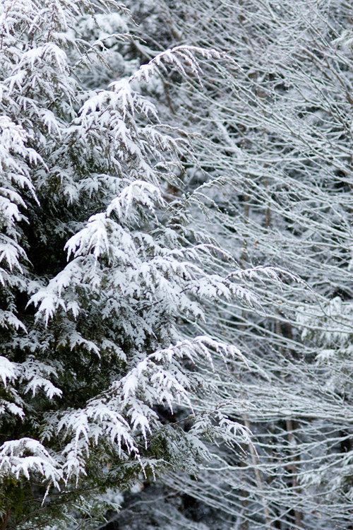 Arriving to a cabin in a forest full of snow
