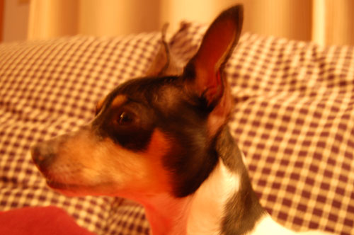Technically a bad picture, but I like how the blur makes him looks so ethereal.