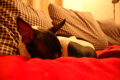 Ears attuned to what's going on