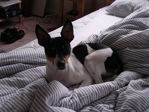 Then he discovered that taking a morning nap in our bed was nice.