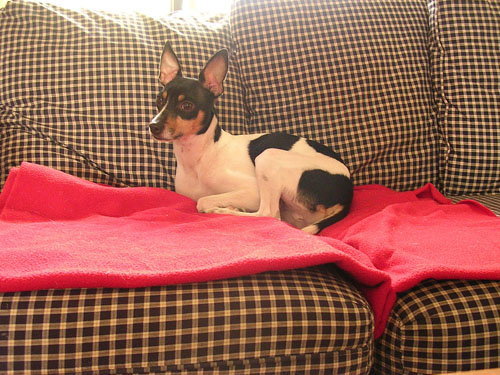 Then he realized that he could nap on the blanket during the day as well as at night.