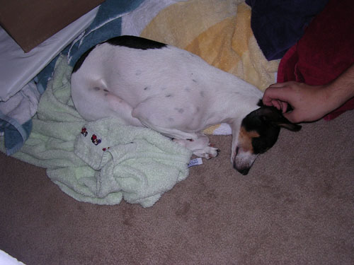 Asleep in a pile of towels while we were unpacking, can you imagine?