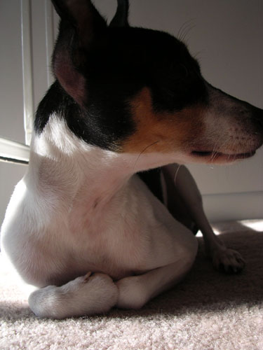 See how he tucks his paws in like a little kitty?