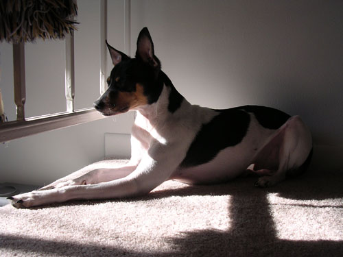 Now he'll sleep just about anywhere, even on the carpet.