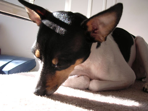 He loves lying in the warm sun.